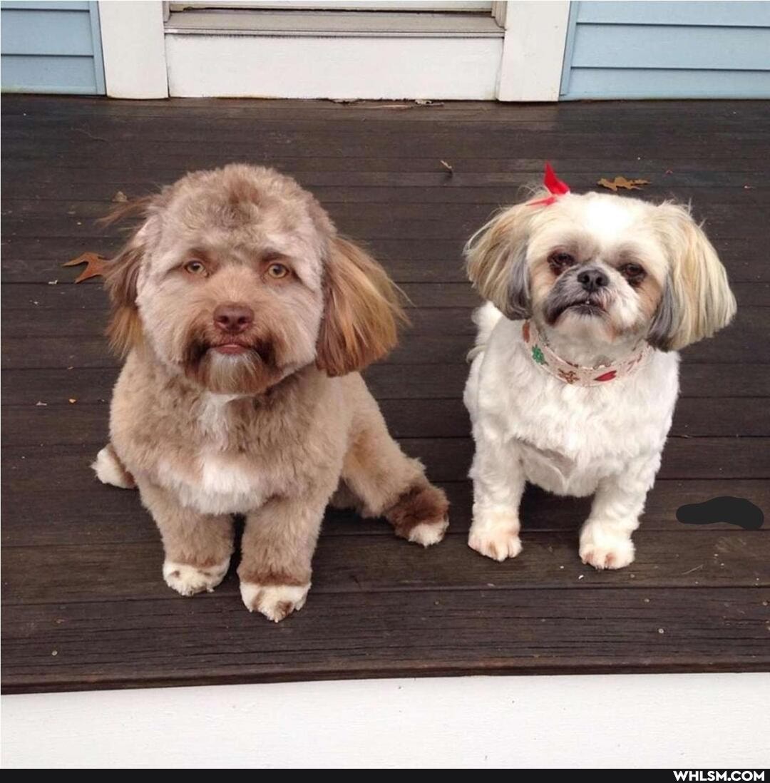 funny, dog, lol