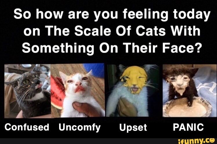 So How Are You Feeling Today On The Scale Of Cats With Something On Their Face Confused Uncomfy Upset Panic