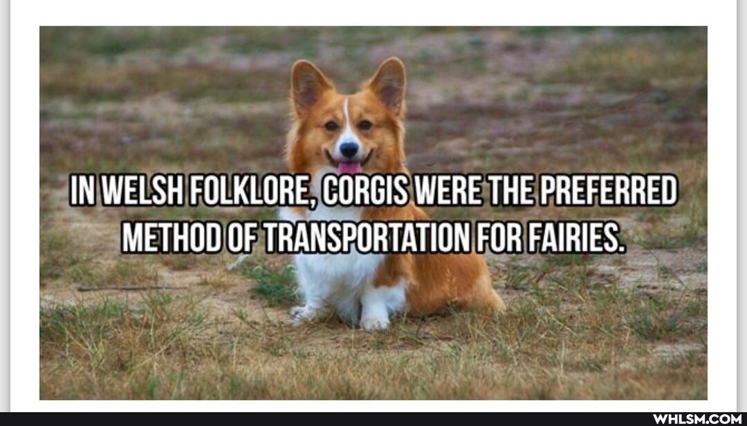 IN WELSH FOLKLORE, CORGIS WERE THE PREFERRED METHOD OF TRANSPORTATION FOR FAIRIES.
