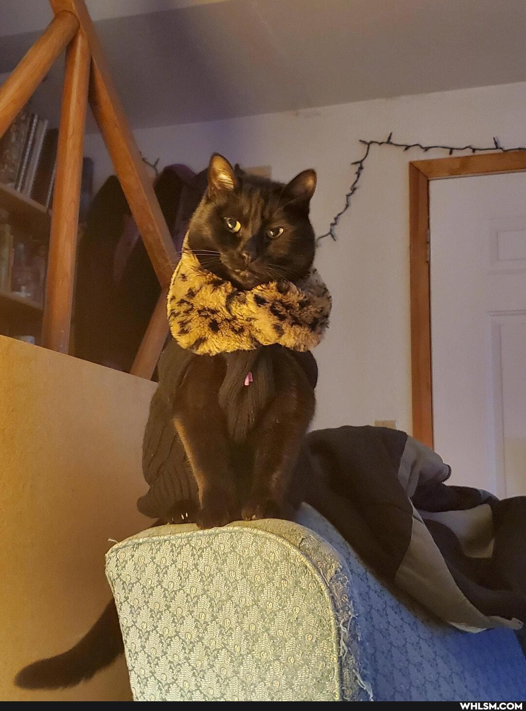 cute_animals, karen