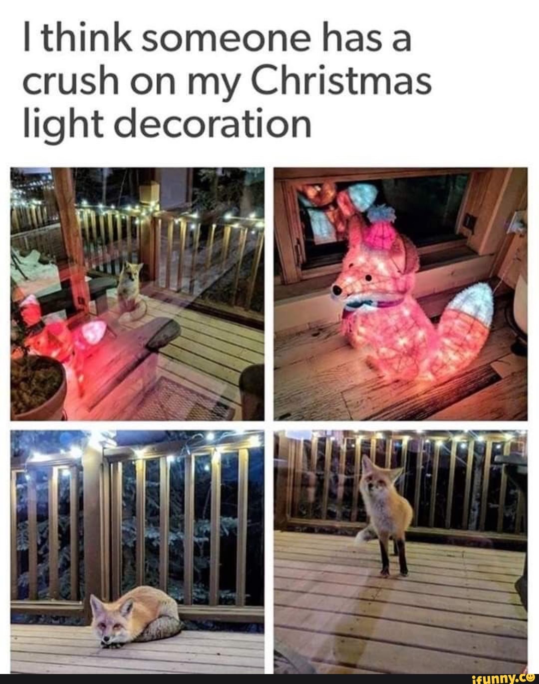 think someone has a crush on my Christmas light decoration