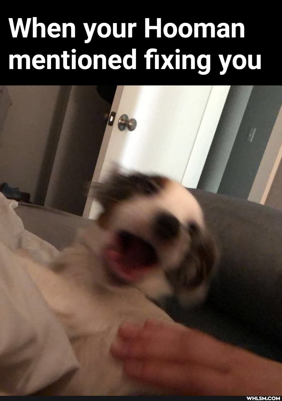When your Hooman mentioned fixing you