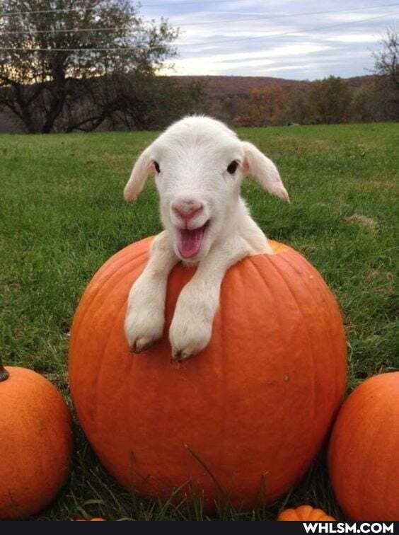 sheep, goat