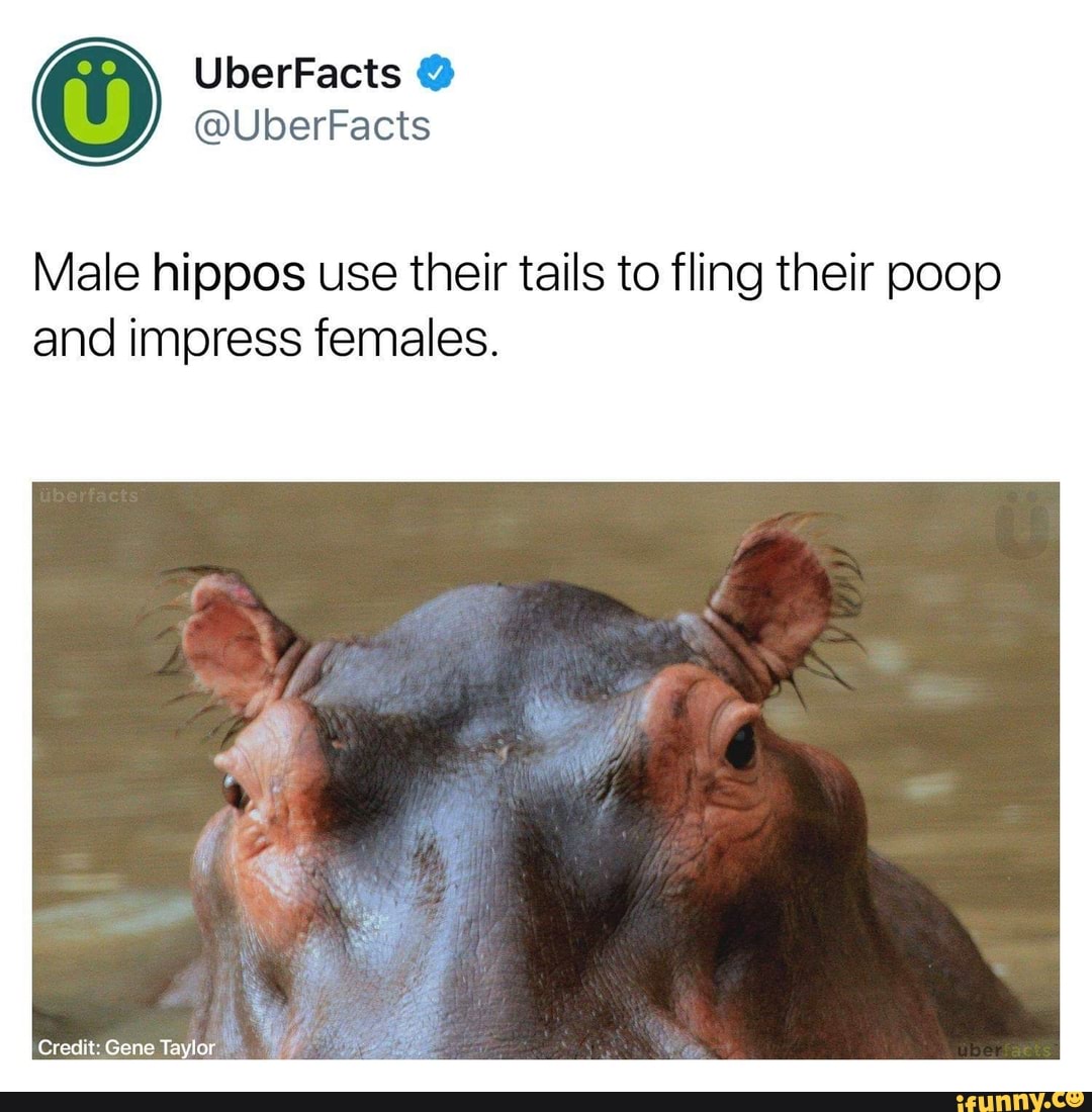 Male hippos use their tails to fling their poop and impress females ...