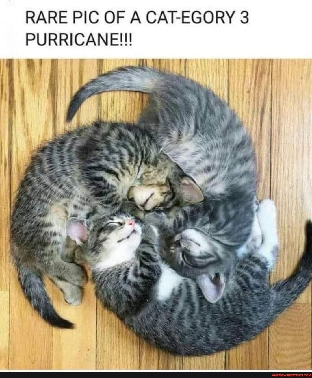 RARE PIC OF A CATEGORY PURRICANE!!!