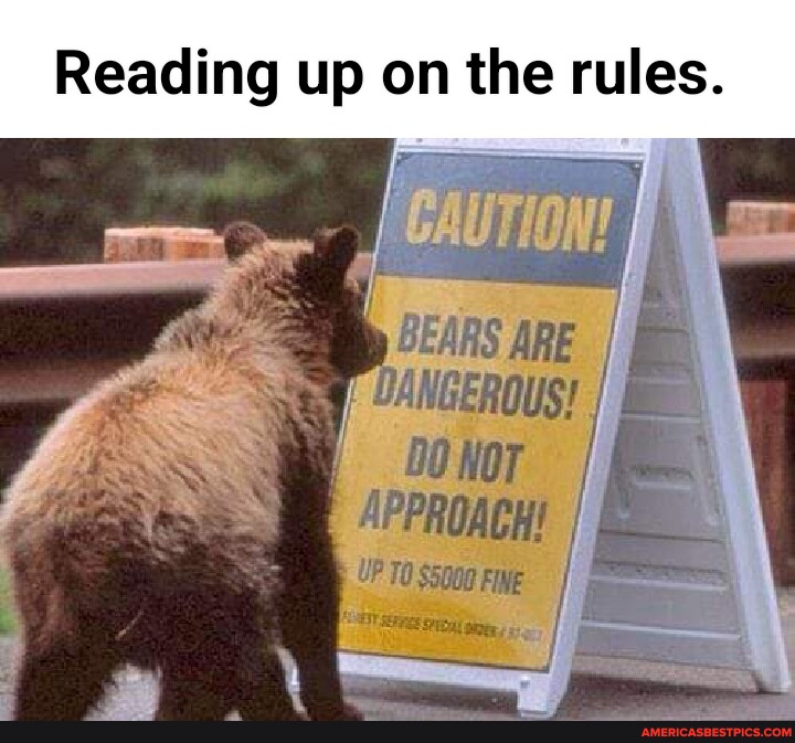 Be be Bears. Bear to think