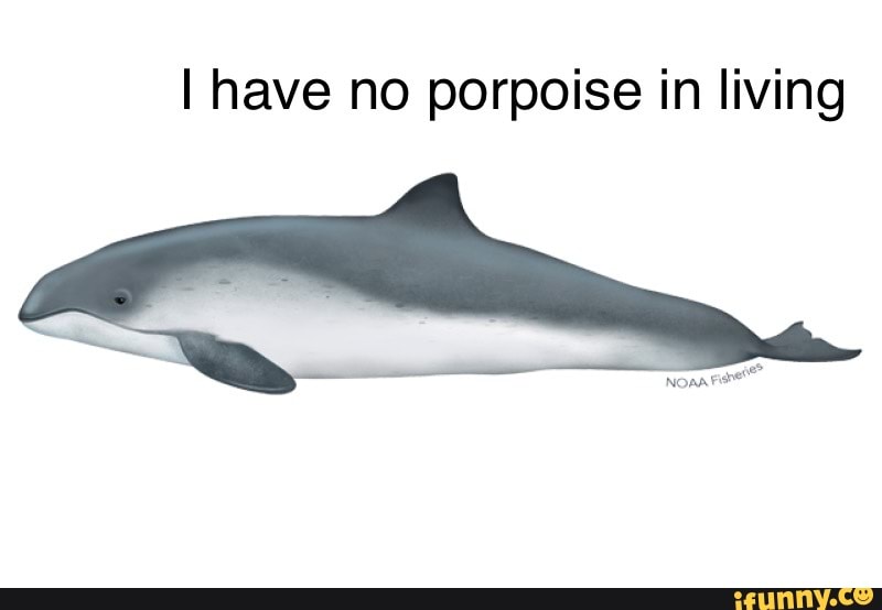 Porpoise memes. Best Collection of funny Porpoise pictures on iFunny