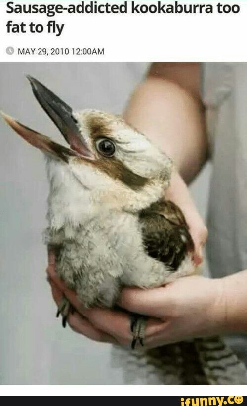 Kookaburra memes. Best Collection of funny Kookaburra pictures on iFunny