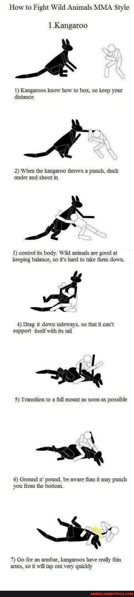 How to Fight Wild Animals MMA Style
..Kangaroo
1) Kangaroos know how to box, so keep your distance
2) When the kangaroo throws a punch, duck under and shoot in
3) control its body. Wild animals are good at keeping balance, so it's hard to take them down.
4) Drag it down sideways, so that it can't
support itself with its tail
5) Transition to a full mount as soon as possible
6) Ground n' pound, be aware than it may punch you from the bottom.
7) Go for an armbar, kangaroos have really thin anms, so it will tap out very quickly
