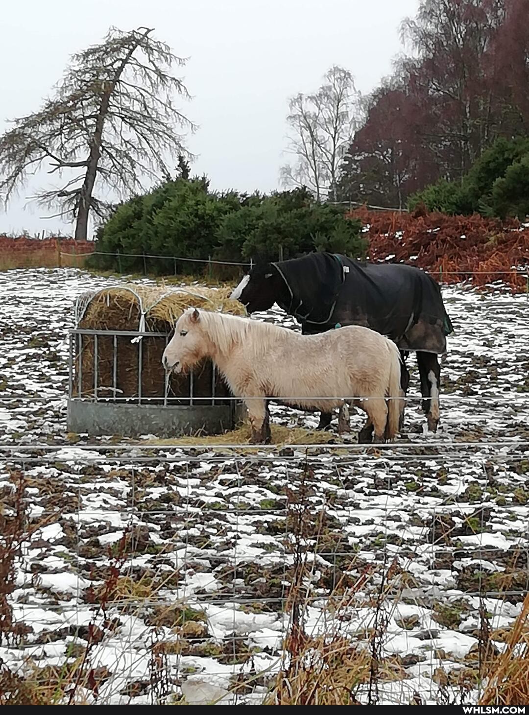 farming, highlands, german_shepherd