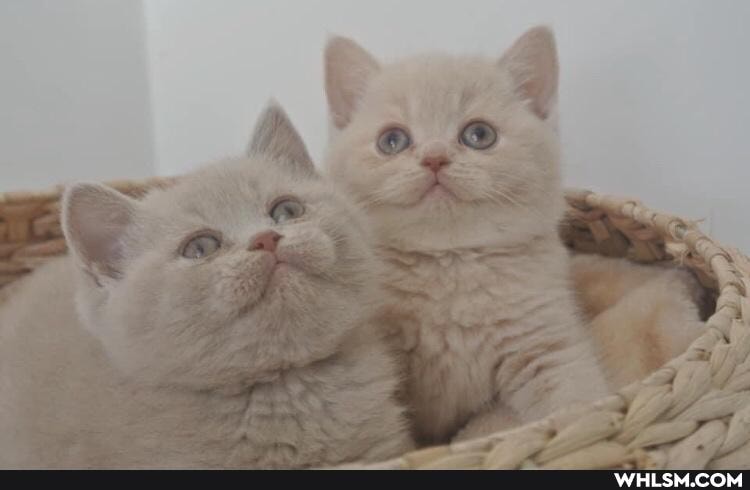 cats, love