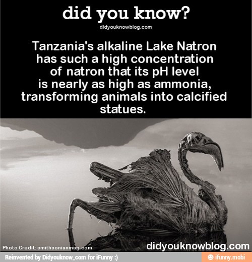 lake natron tanzania calcified animals
