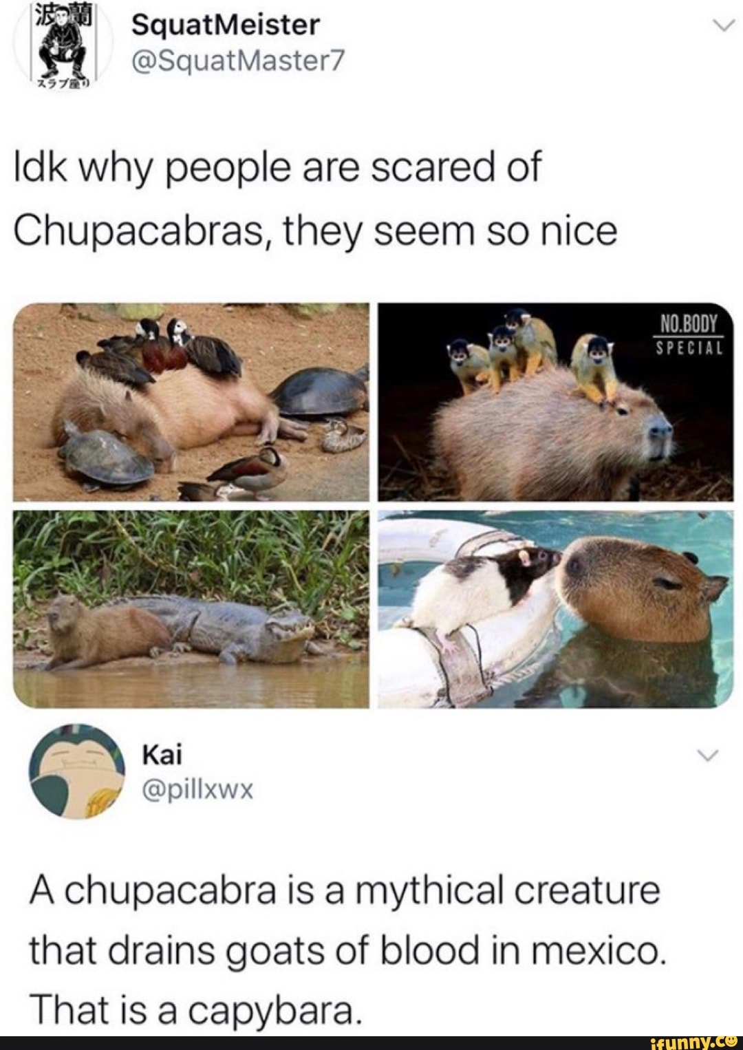 Idk why people are scared of
Chupacabras, they seem so nice
A chupacabra is a mythical creature
that drains goats of blood in mexico.
That is a capybara.
