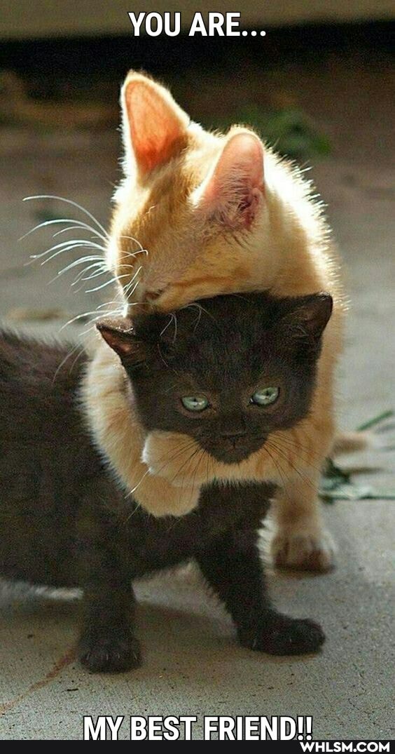 YOU ARE...
MY BEST FRIEND!