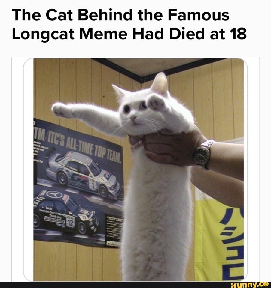 The Cat Behind the Famous
Longcat Meme Had Died at 18