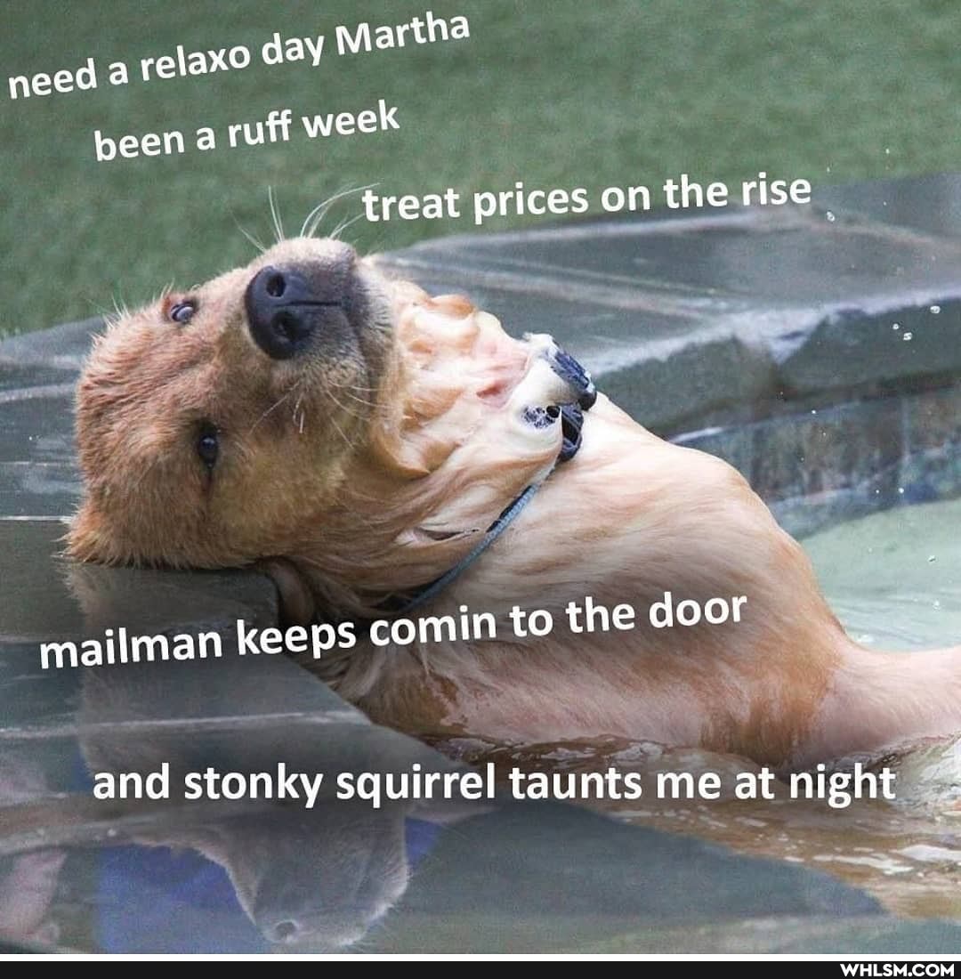 need a relax day Martha
been ruff week
treat prices on the rise
mailman keeps comin to the door
and stonky squirrel taunts me at nigh