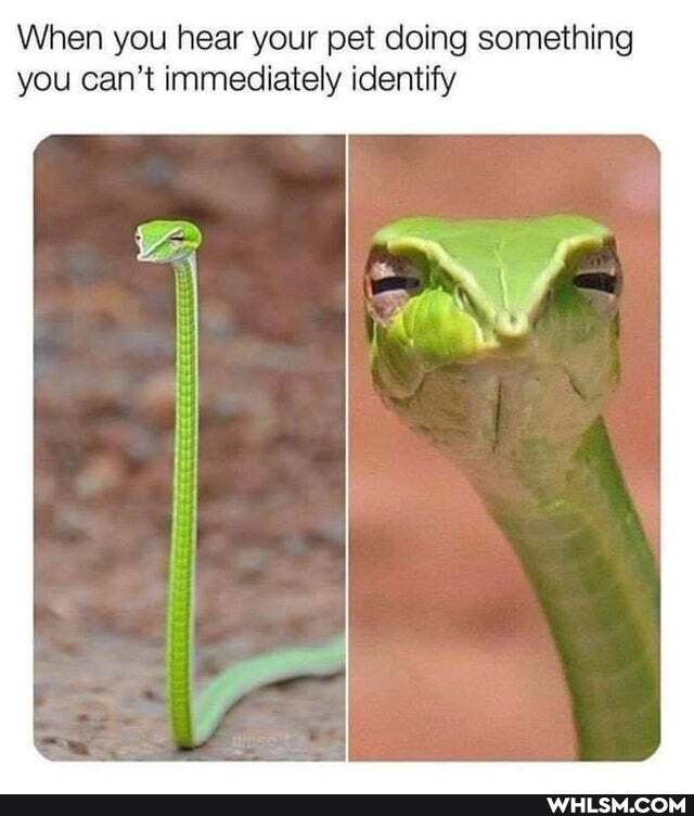 When you hear your pet doing something you can't immediately identify