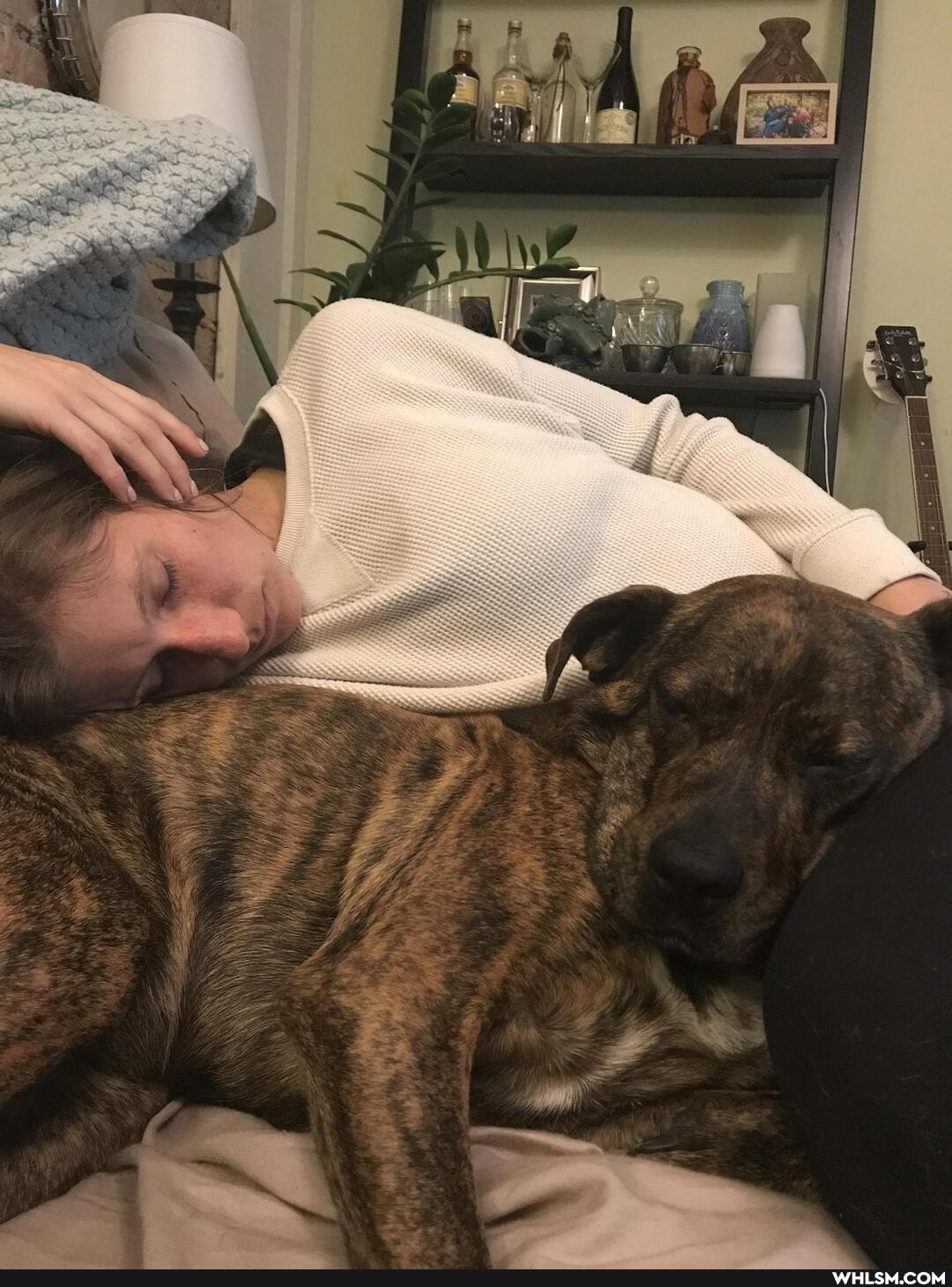 dogs, dog, pets, doggo