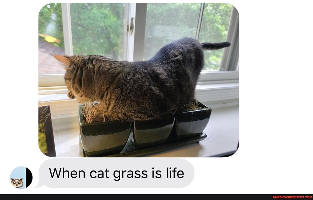 When cat grass is life
