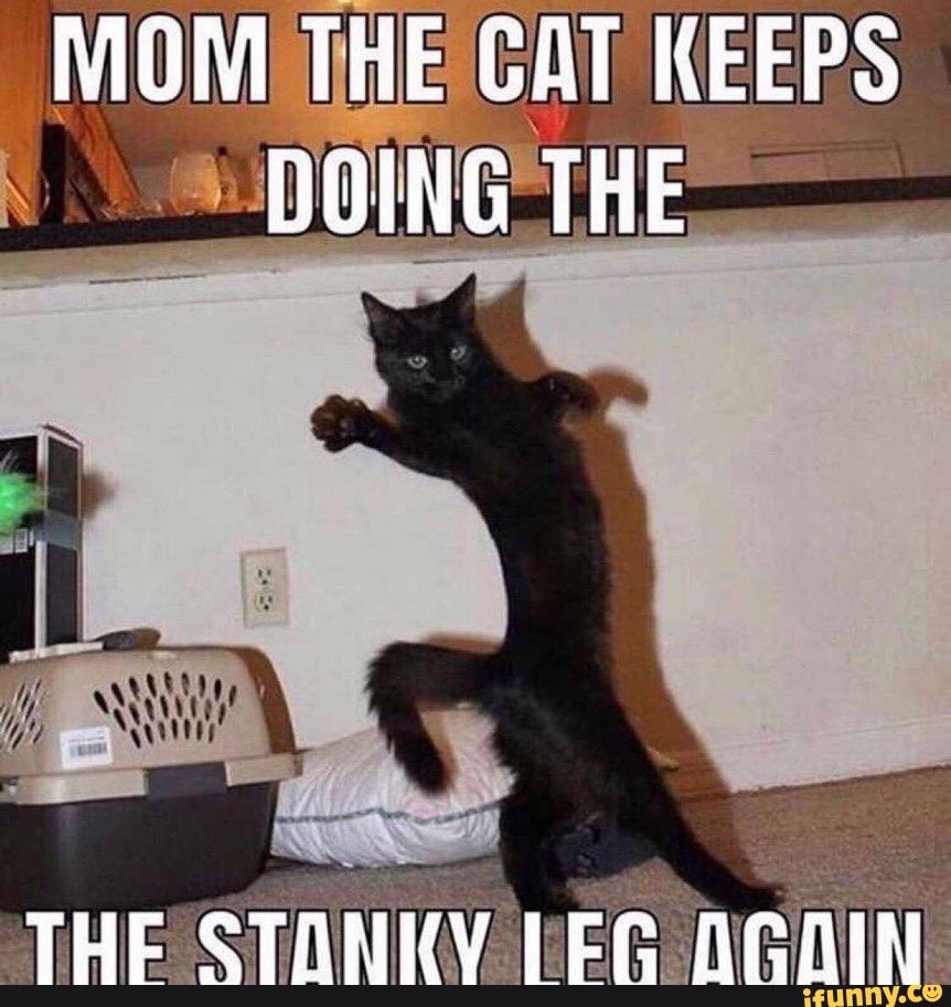 MOM THE CAT KEEPS DOING THE
THE STANIY LEG AGRIN