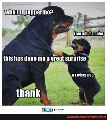 who rulpupperino?
las done me a great surprise
thank