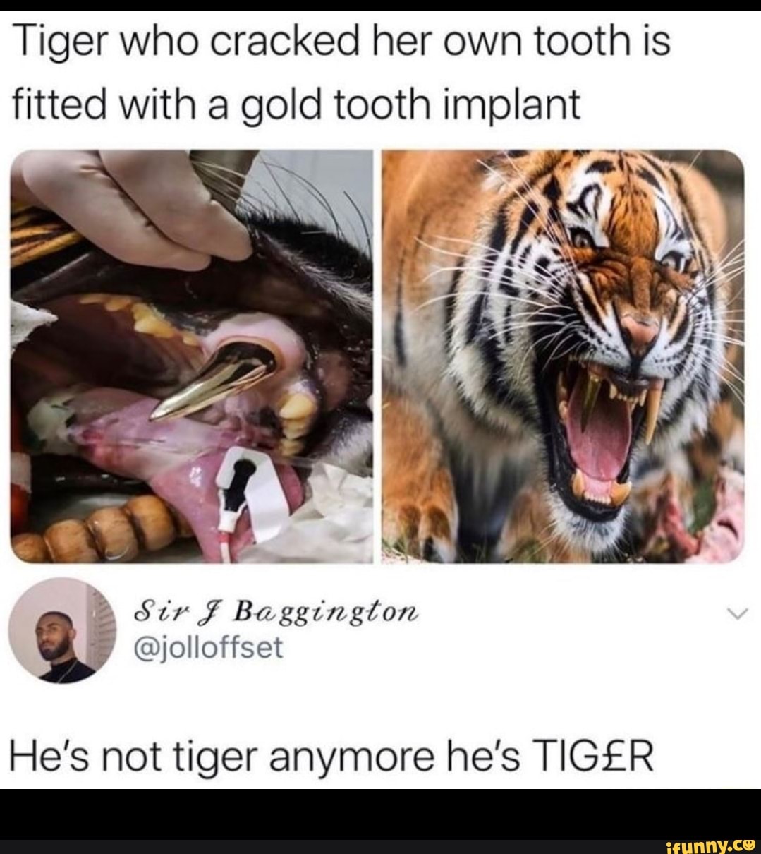 Tiger who cracked her own tooth is fitted with a gold tooth implant
Str Baggington
@jolloffset
He's not tiger anymore he's TIGER