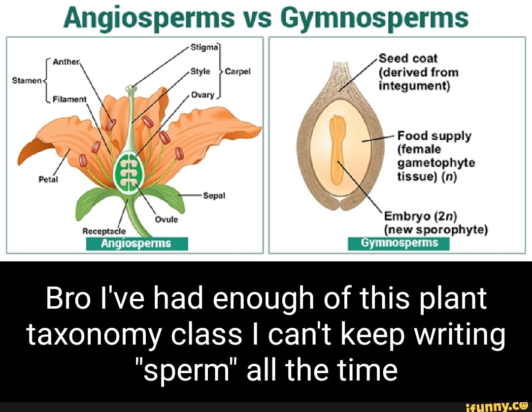 Angiosperms vs Gymnosperms Stigma Anther, Seed coat Style Carpel