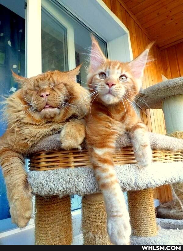 pets, cute_animal, mainenoon