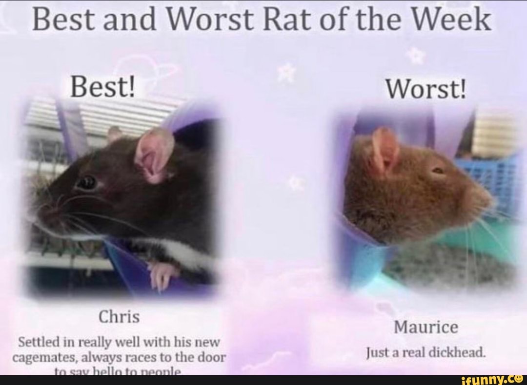 Best and Worst Rat of the Week
Best! Worst!
Chris
Maurice
Settled in really well with his new cagemates, always races to the door ta cau helln ta neannie
Just a real dickhead.