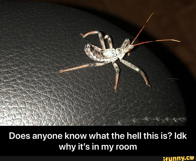 Does anyone know what the hell this is? Idk
why it's in my room - Does anyone know what the hell this is? Idk why it’s in my room