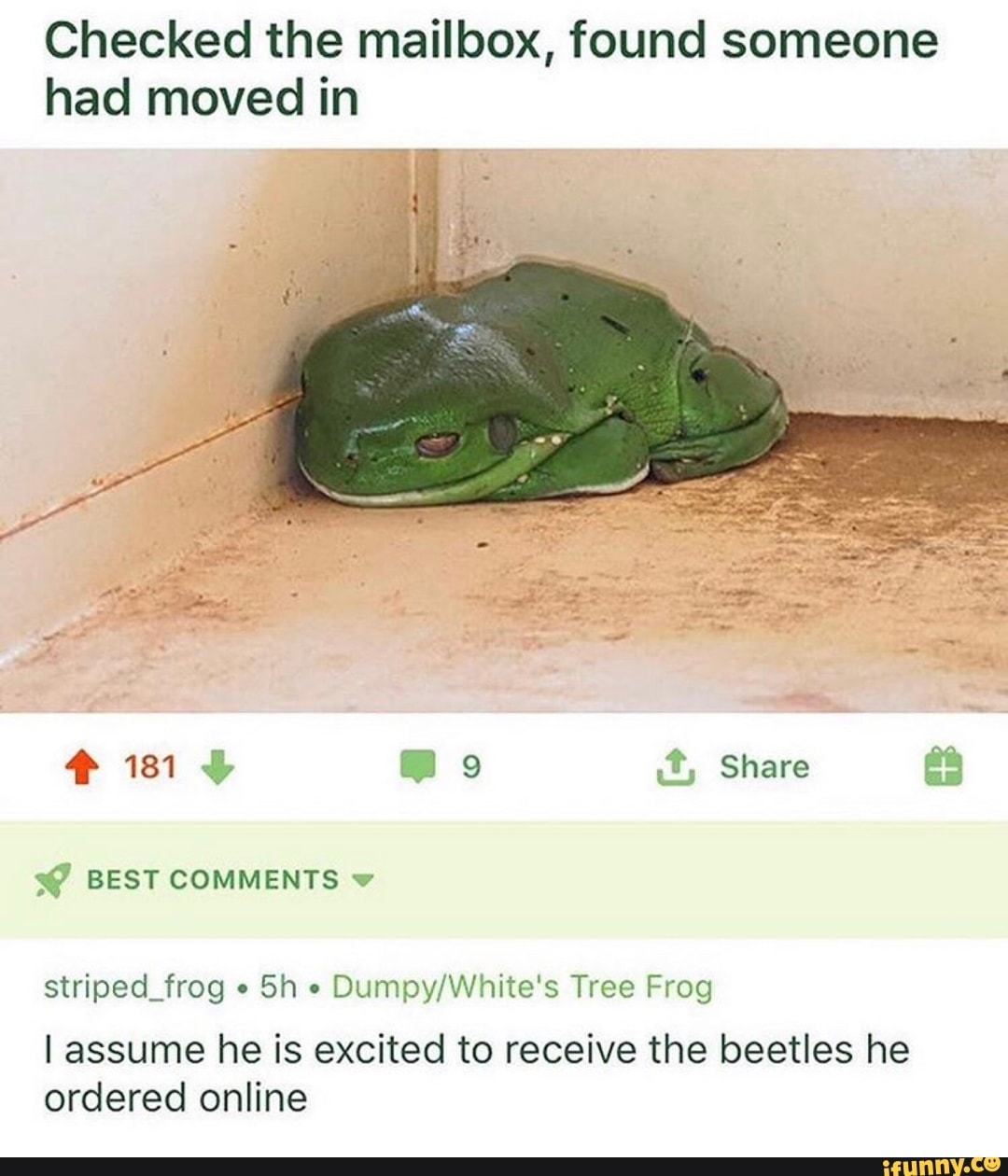 Checked the mailbox, found someone
had moved in
striped frog Dumpy/White's Tree Frog
I assume he is excited to receive the beetles he
ordered online