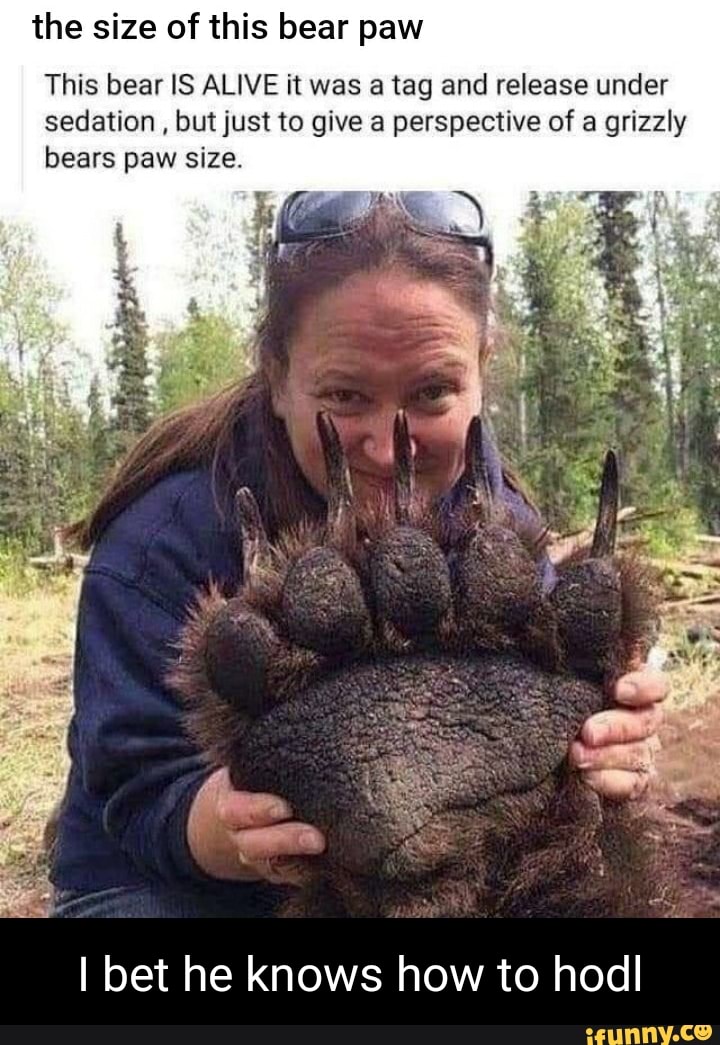 the size of this bear paw
This bear IS ALIVE it was a tag and release under sedation , but just to give a perspective of a grizzly bears paw size.
I bet he knows how to hodl