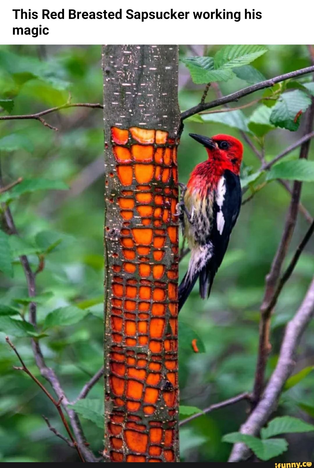 This Red Breasted Sapsucker working his
magic