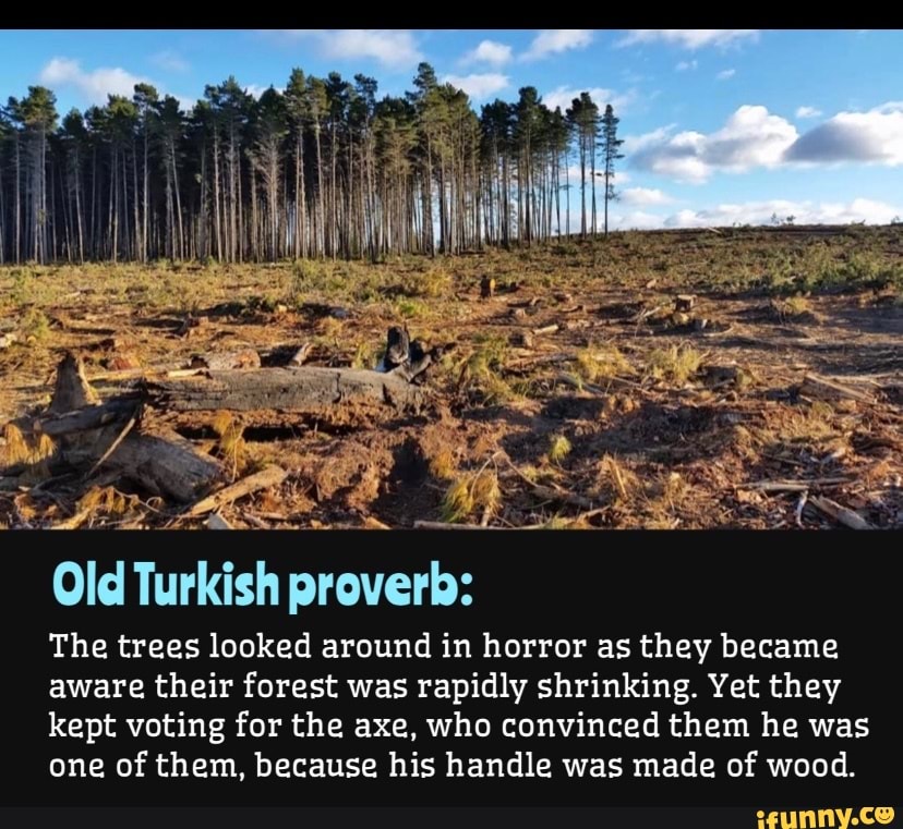 Il Old Turkish proverb The trees looked around in horror as they