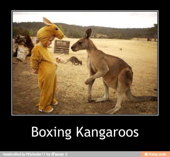 Boxing Kangaroos - Boxing Kangaroos
