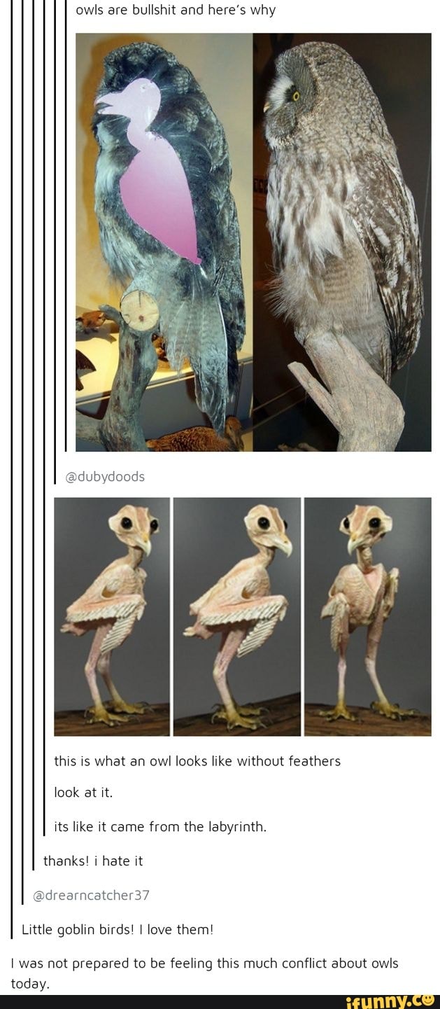 Owls are bullshit and here's why this is what an owl looks like without