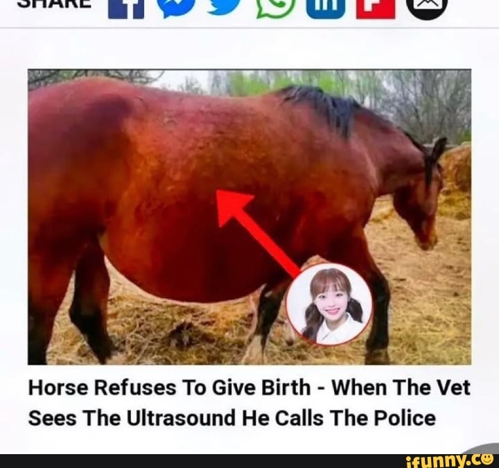 Horse Refuses To Give Birth When The Vet Sees The Ultrasound He Calls