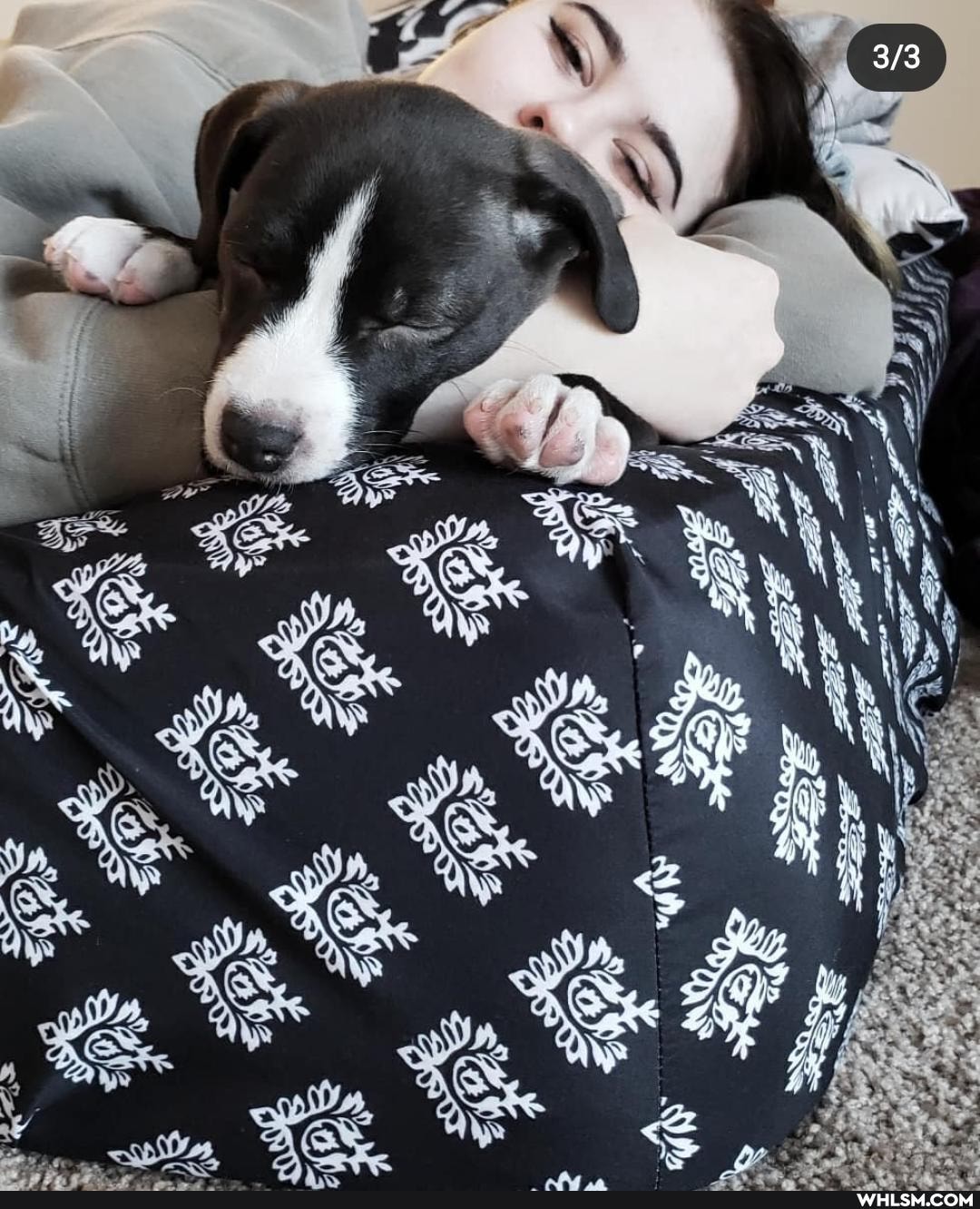 puppy, dog, love