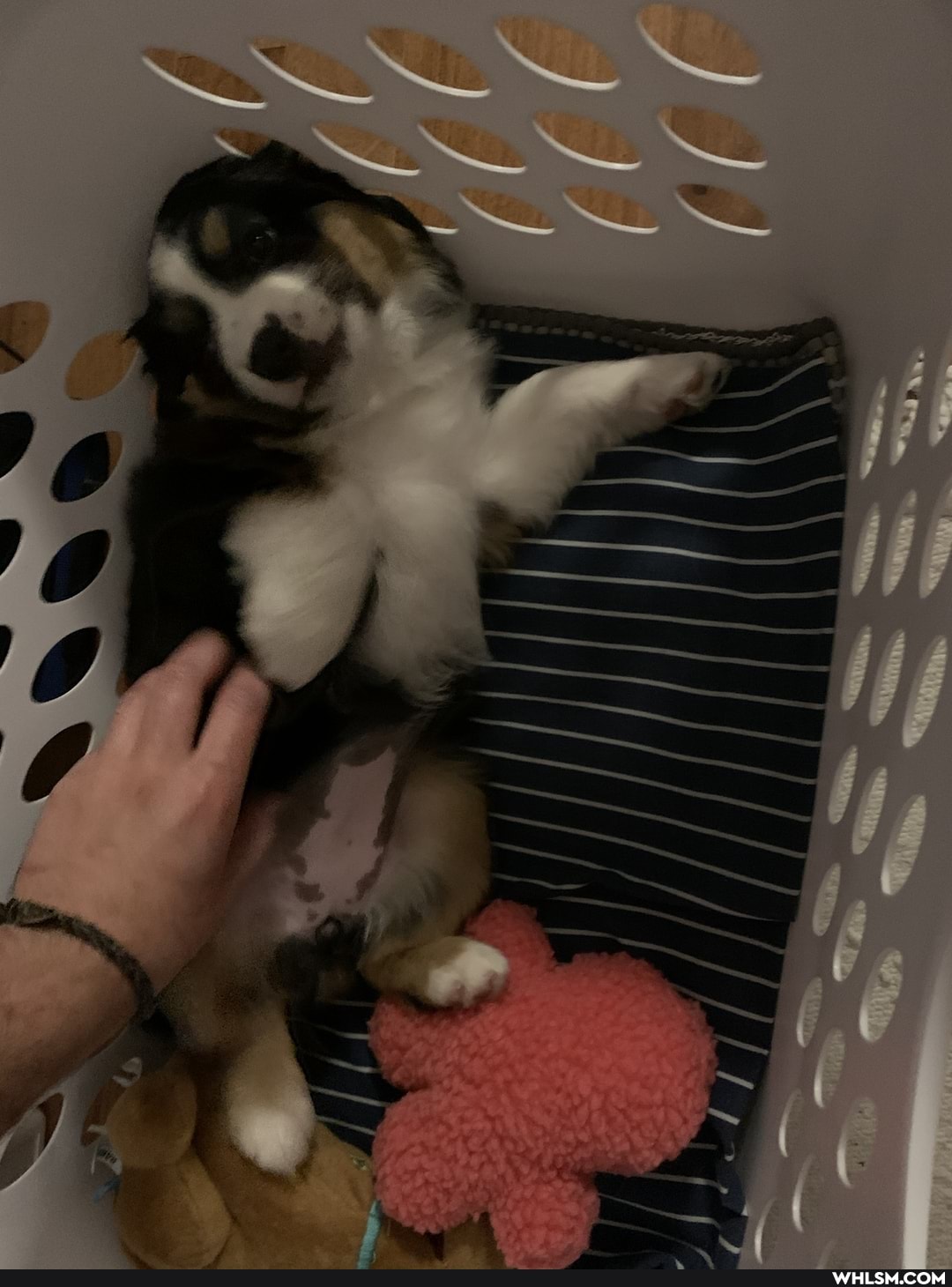 baby_animals, belly_rubs, cant_sleep, doggo, cuteaf