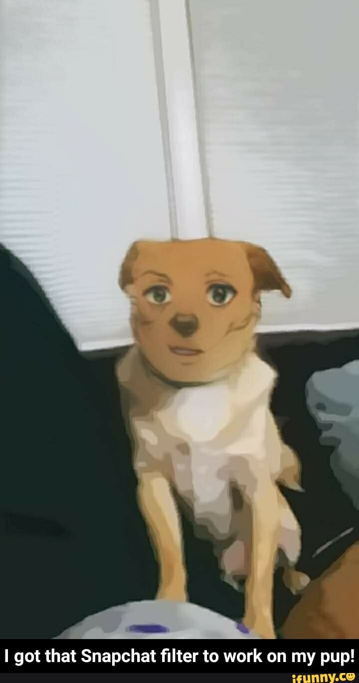 got that Snapchat filter to work on my pup! - I got that Snapchat filter to work on my pup!