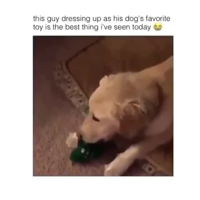 This guy dressing up as his dog's favorite toy is the best thing i've seen today )