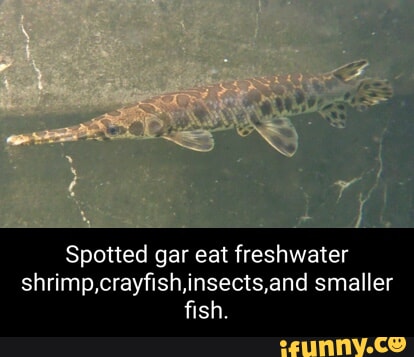 Freshwater memes. Best Collection of funny Freshwater pictures on iFunny