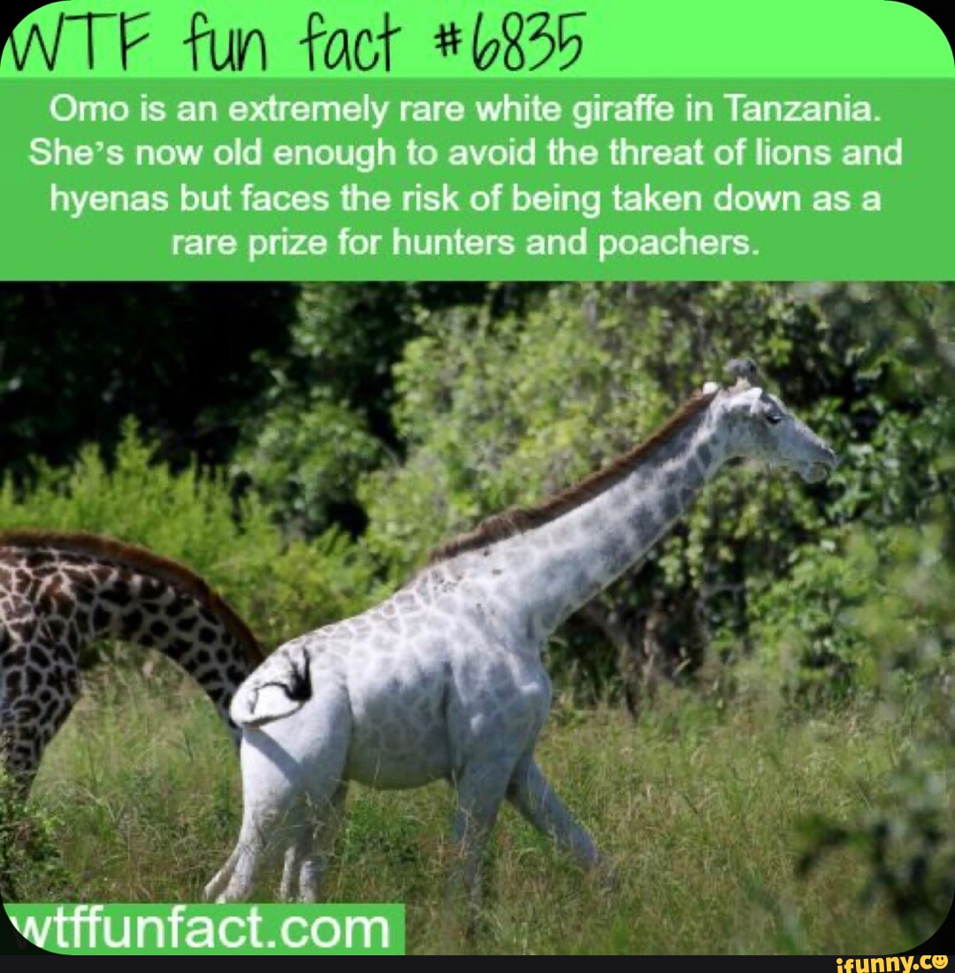 TE fun fact #6835 is an extremely rare white giraffe in Tanzania. She's