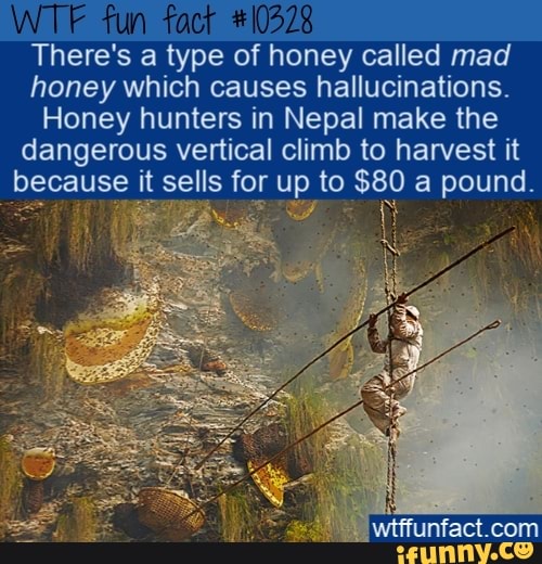 There's a type of honey called mad
honey which causes hallucinations.
Honey hunters in Nepal make the
dangerous vertical climb to harvest it