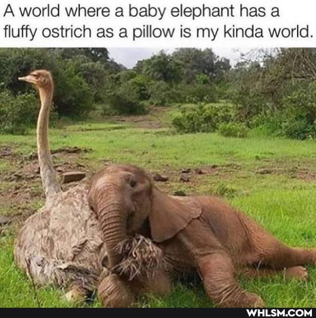 A world where a baby elephant has a fluffy ostrich as a pillow is my kinda world.
