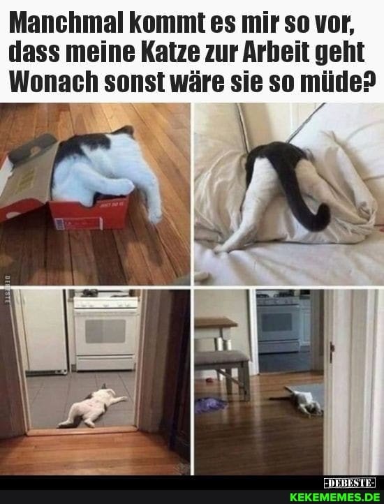 Manchmal kommt es mir so vor,
dass meine Katze zur Arbeit geht
Wonach sonst wäre sie so müde?