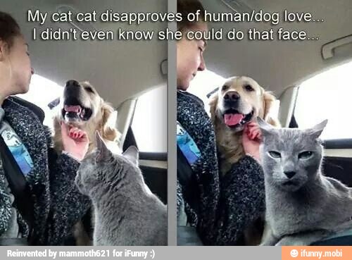 My cat cat disapproves of human/dog love...
I didnit'even know she, could do that face.
a