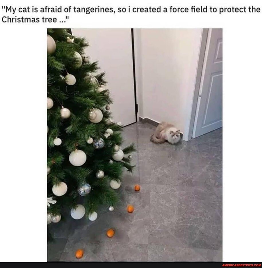 "My cat is afraid of tangerines, so i created a force field to protect the
Christmas tree
Oe