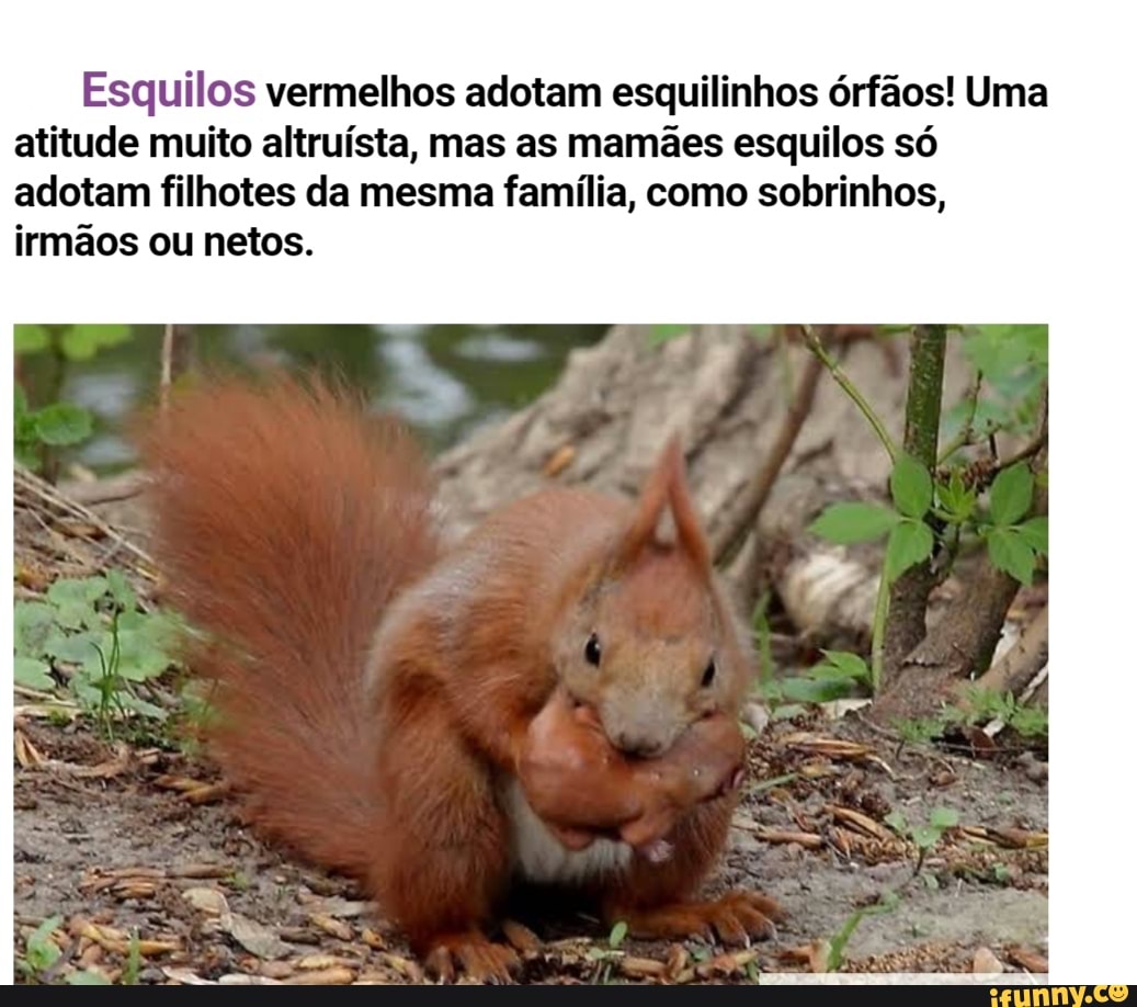 Esquilos vermelhos adotam esquilinhos órfãos! Uma atitude muito altruísta, mas as mamães esquilos só adotam filhotes da mesma família, como sobrinhos, irmãos ou netos.