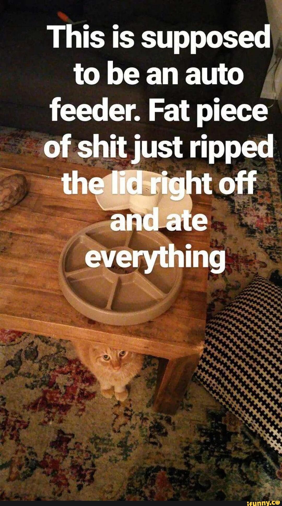 Cat memes This is supposed to be an auto feeder. Fat piece of shit